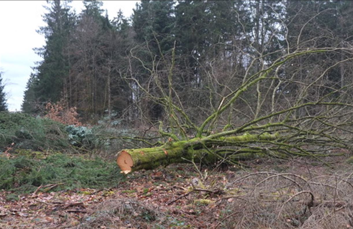 Rodung S Dostlink Das Neue Zauberwort Reversibel Oder Wie Man