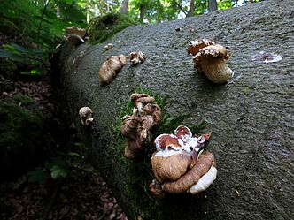 Foto: OG Nittendorf