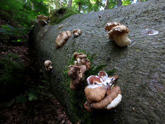 Foto: OG Nittendorf