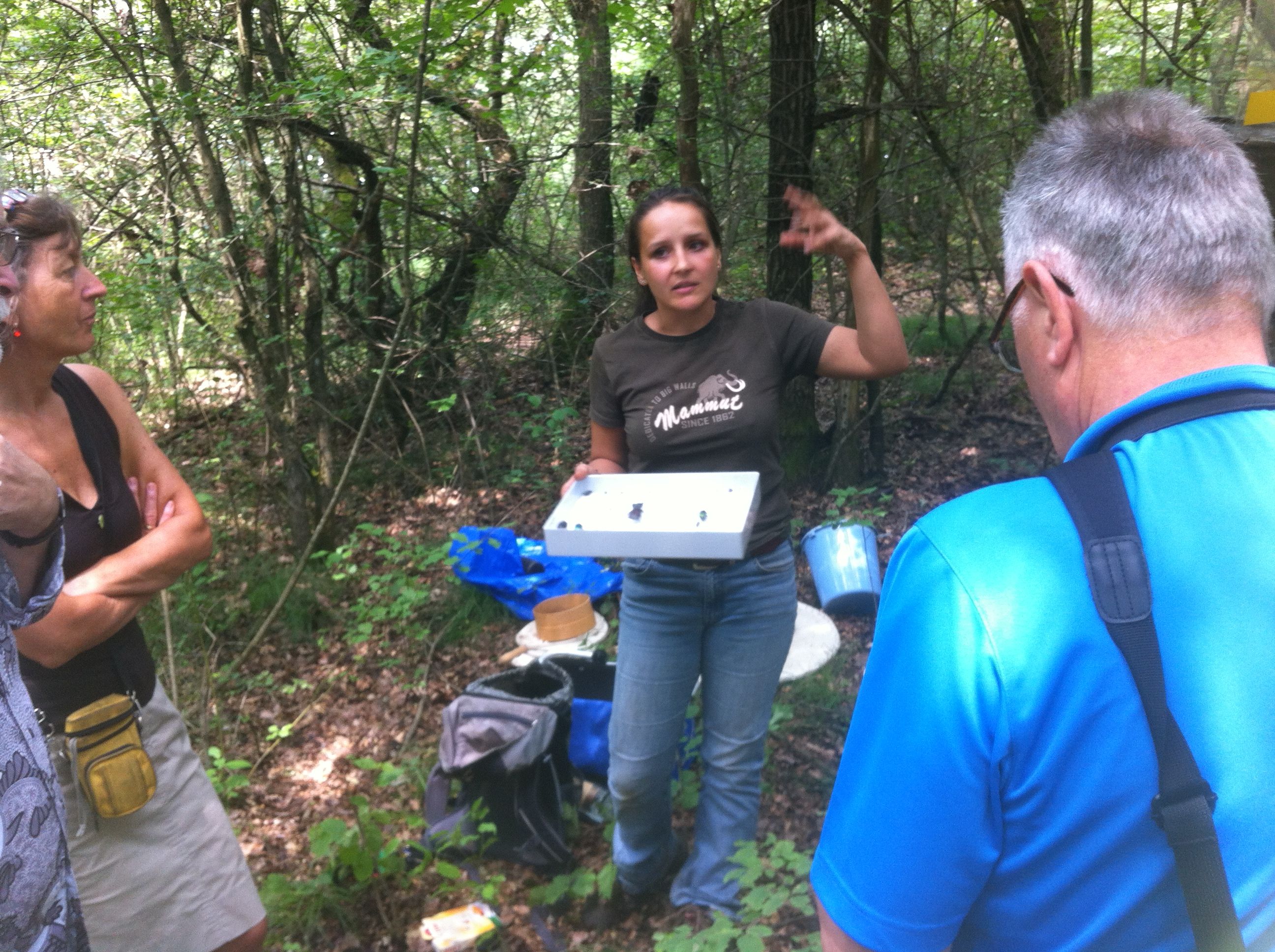 Wissenswertes über das Entstehen von Totholz Wissenswertes über das Entstehen von Totholz