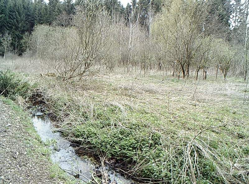 Aschacher Graben Biotop 2007