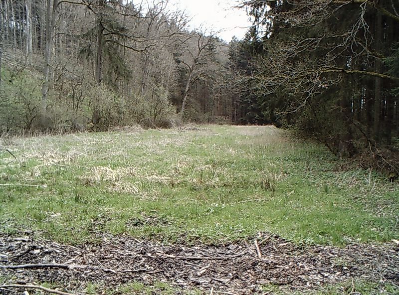 Aschacher Graben Biotop 2007