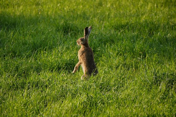 Foto: Hans Lengdobler - BN KG Regensburg