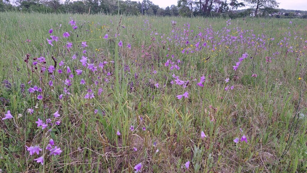Foto: Raimund Schoberer - BN KG Regensburg