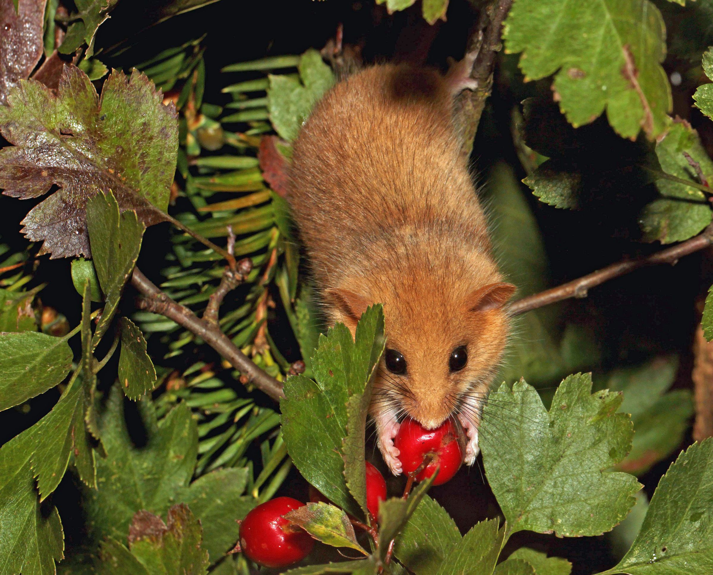 Foto: Sven Büchner - BN Bildarchiv
