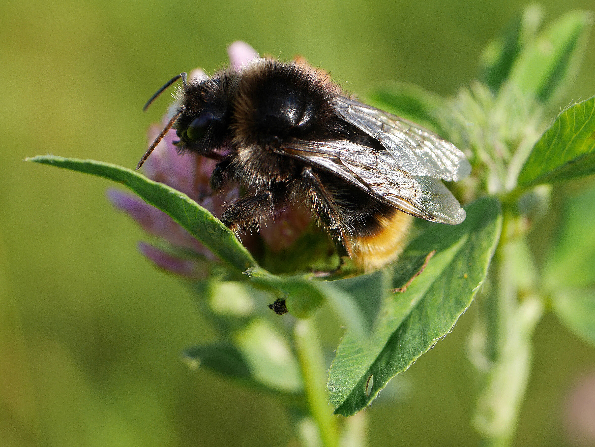 Foto: A. Muscholl-Silberhorn